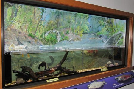 The life-cycle aquarium room is representative of a typical Northwest stream, much like Issaquah Creek. You will see salmon as they develop from fertilized eggs to smolt. The mural was painted by artist Larry Kangas.