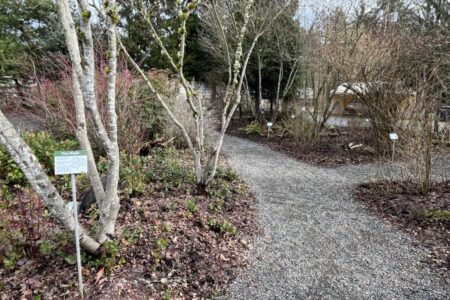 The hatchery’s Coast Salish plant garden shows visitors how they can use native plants to grow “salmon-friendly gardens.” These plants are labeled with their English as well as Lushootseed native names.